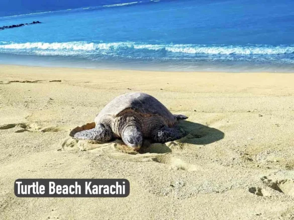Turtle Beach Karachi