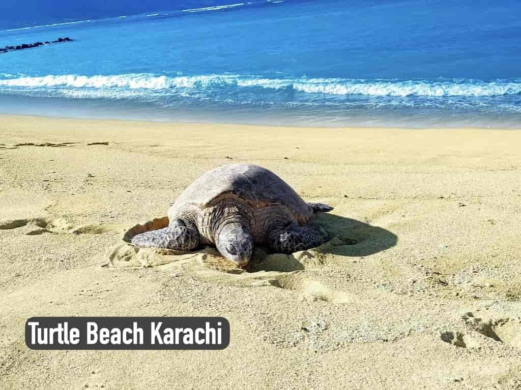 File:Karachi Turtle Beach.jpg - Wikipedia